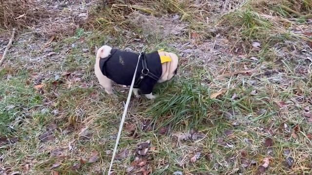 Понедельник мопса?Прогулка,завтрак и сон ? смотреть онлайн