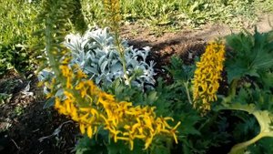 ?МНОГОЛЕТНИКИ ДЛЯ УРАЛЬСКОГО ЦВЕТНИКА?И В ДЕРЕВНЕ ДОЛЖНО БЫТЬ КРАСИВО?МОЙ ЛЮБИМЫЙ ЦВЕТНИК?