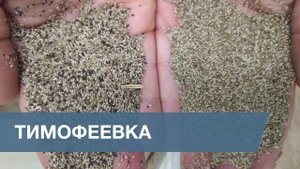 Сортировка Семян Тимофеевки Луговой / Timothy Grass Seeds