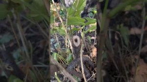 Стеклянница на красной смородине