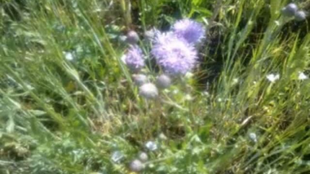 Медоносные растения смотреть онлайн