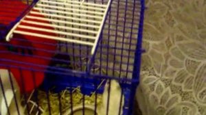 Джунгарский и роборовский хомяк  Hamster