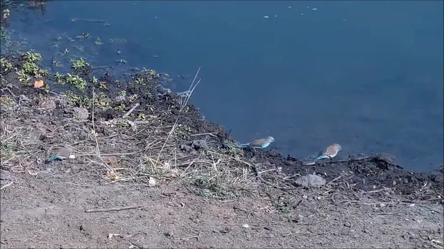 Ангольский астрильд. Angolan astrild (Uraeginthus angolensis) смотреть онлайн