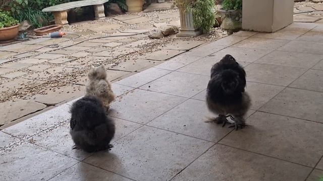 Saved baby bird showing gratitude (Gremlin) смотреть онлайн