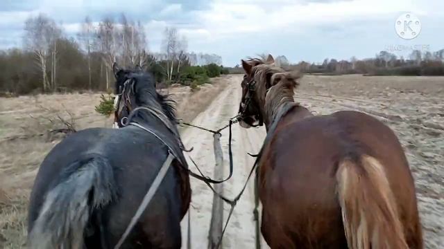 Приучаем лошадей не боятся автомобиля! Поменяли местами лошадей в упряжи. смотреть онлайн