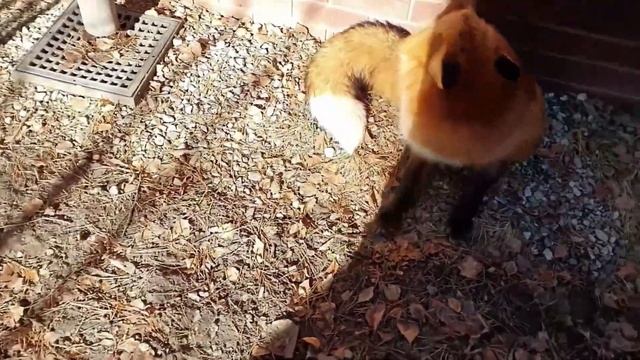 Ли Сяо / Alice the Fox Лиса Алиса (Белый занял все Поляну!!) смотреть онлайн