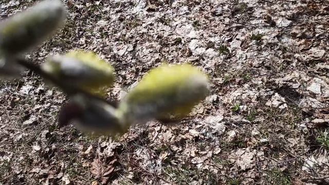 У нас только зацветает верба. Копаем корень золотарника. смотреть онлайн