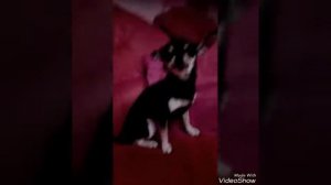 Происхождение породы чихуахуа🐕🐩