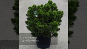 Сосна черная Хорнибрукиана