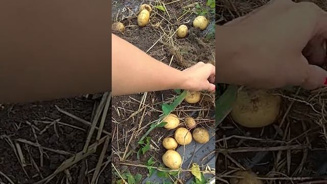 Картошка в ящиках под соломой