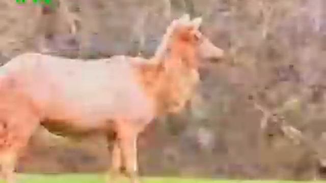 30 Rarest Animal Mutations смотреть онлайн