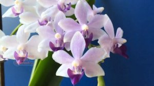 Как цветет орхидея "Сапфир"?  #цветоводство  #комнатныерастения #орхидеи