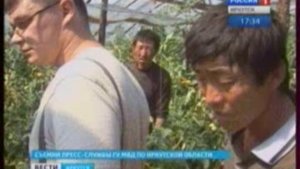 Китайские помидоры ядовиты