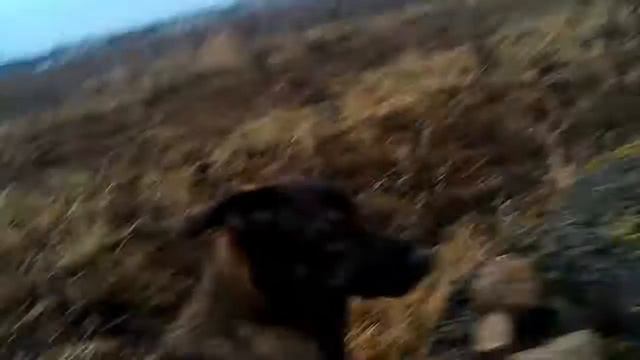хатсан страйкер эдж. стрельба на 50 метров с сошек и с мешка.