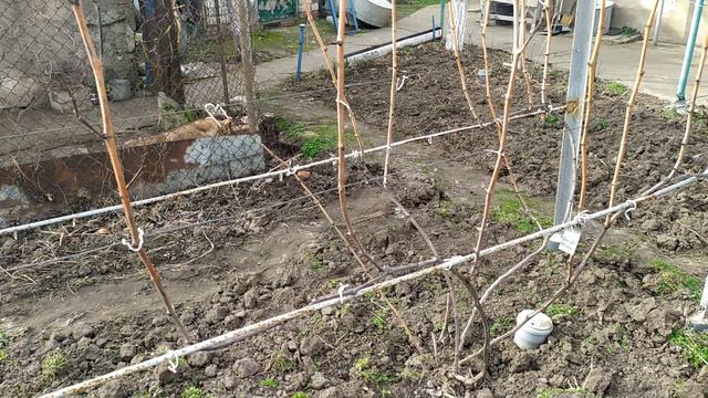 11 февраля 2024 г. Виноград Золотце Херсон 👍🍇🇺🇦 смотреть онлайн