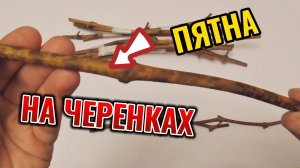 КАК УБРАТЬ ТЕМНЫЕ ПЯТНА НА ЧЕРЕНКАХ ВИНОГРАДА И КАК ЭТО ВЛИЯЕТ НА УКОРЕНЕНИЕ