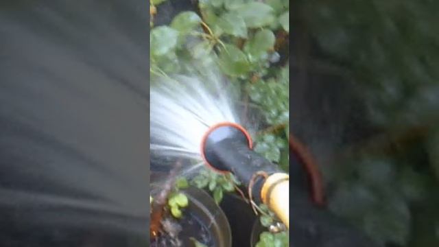 Полив1