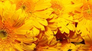 Волшебный Микрофон "Какого цвета лето?" МИНУС