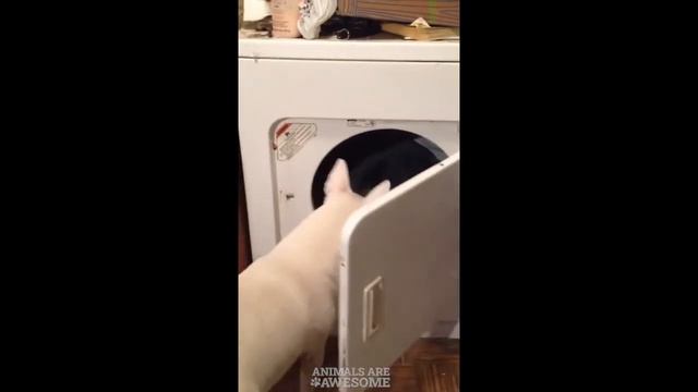 БУЛЬТЕРЬЕР СМЕШНЫЕ ВИДЕО! ЛУЧШИЕ ПРИКОЛЫ С БУЛЬТЕРЬЕРАМИ
