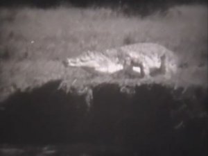 География. Африка. Экваториальные леса Африки