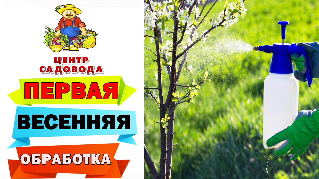 ПОРА ОБРАБАТЫВАТЬ ДЕРЕВЬЯ! Какие ПРЕПАРАТЫ использовать для ПЕРВОЙ ...