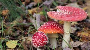 "ОСЕНЬ, КОШАЧЬЕЙ ПОСТУПЬЮ.".. (Фото Светланы Нечваль (Глазов), музыка Людовика Эйнауди)