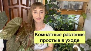 Комнатные растения для новичков - кто точно будет расти на вашем подоконнике