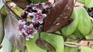 Цветёт хойя Рубида и Пубикаликс Ред Баттн ??? (hoya pubicalyx red Button и rubida)