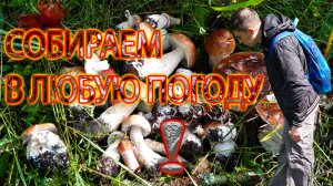 Сбор Грибов в Дождливую погоду в Московской области