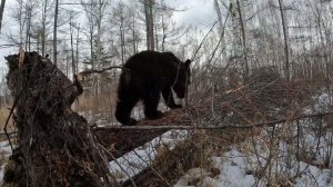 Медведи занимаются кто - чем.