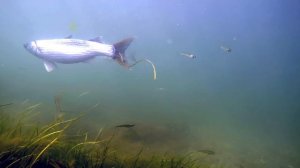 Ленивая подводная охота на кефаль. Часть вторая