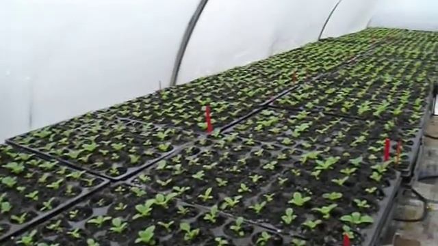 Кальцеолярия. Сеянцы и семена. смотреть онлайн