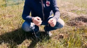 ПОЛЕЗНЫЕ РАСТЕНИЯ. ПЕСТИКИ (ПИСТИКИ) / PESTLES