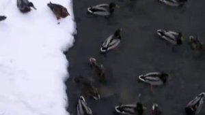 Японский блюз