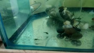 Первый выводок и икра крапчатых сомиков