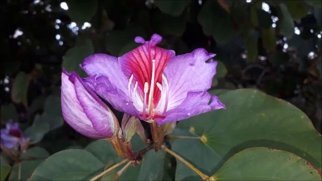 Зимнее #цветение в #Ашдоде.Невероятные#бомбакс сейба,#эритрина и #баухиния!#Израиль. смотреть онлайн