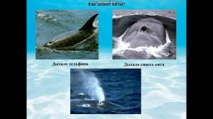 Морские млекопитающие