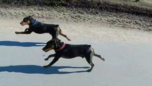 Вот так надо гулять с Цвергпинчерами