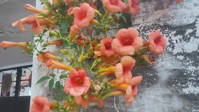 How to care of Trumpet Creeper/ Ticoma Vine टिकोमा बेल की केयर टिप्स смотреть онлайн