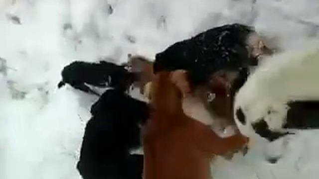 Ахаттын иттери 1 смотреть онлайн