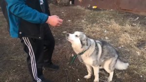 Мясо белого медведя