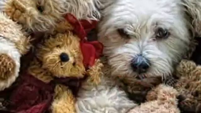 От улыбки станет всем светлей wmv clip0 смотреть онлайн