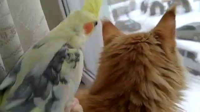 Кошка мейн кун и попугай корелла / Maine Coon Cat And Parrot Corella