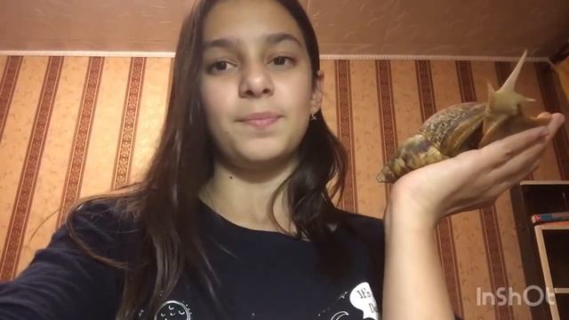 Что можно есть улитке ахатине а что нельзя)) смотреть онлайн