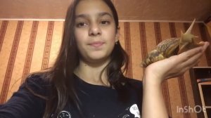 Что можно есть улитке ахатине а что нельзя))