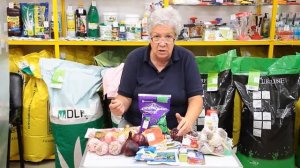 312_Почему не цветут хризантемы?