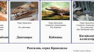 Рептилии, отряд Крокодилы кайман reptilia Гладколобый аллигатор Дакозавры Широкомордый кайманы