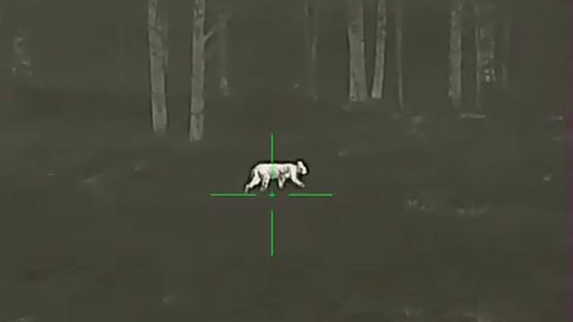 Рысь тепловизорный прицел iRay Saim SCT 35 смотреть онлайн