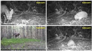 Зверушки микс 2024