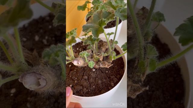 Пеларгонии на балконе 🌺 #пеларгония #цветынабалконе #flowers смотреть онлайн